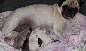 Miniaturansicht für das Anzeigenbild