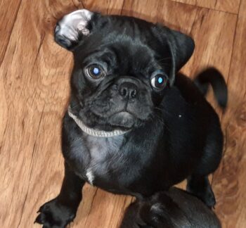 Miniaturansicht für das Anzeigenbild