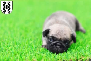 Mehr über den Artikel erfahren Mops Züchter und Welpen in Bad Dürkheim