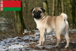 Mehr über den Artikel erfahren Mops Züchter und Welpen in Belarus