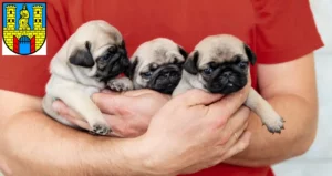 Mehr über den Artikel erfahren Mops Züchter und Welpen in Burg (bei Magdeburg)