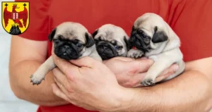 Mehr über den Artikel erfahren Mops Züchter und Welpen im Burgenland