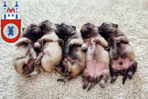 Mehr über den Artikel erfahren Mops Züchter und Welpen in Hameln