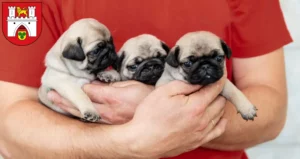 Mehr über den Artikel erfahren Mops Züchter und Welpen in Hannover