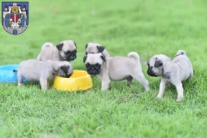 Mehr über den Artikel erfahren Mops Züchter und Welpen in Helmstedt