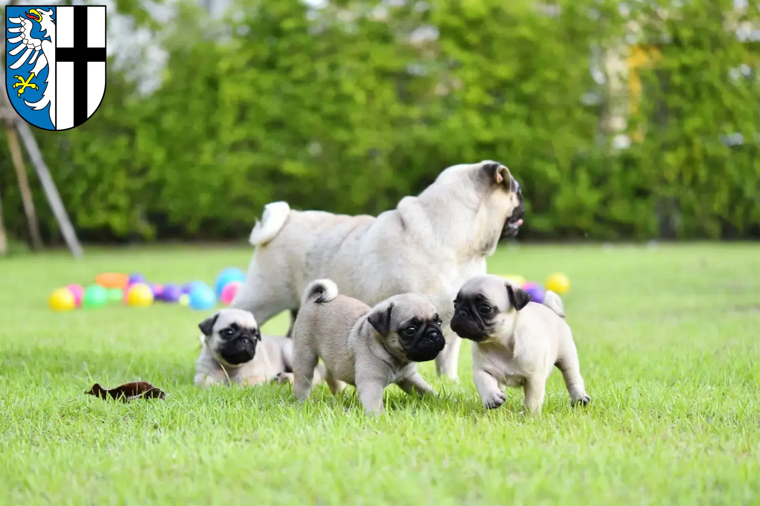 Mehr über den Artikel erfahren Mops Züchter und Welpen in Meschede