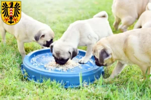 Mehr über den Artikel erfahren Mops Züchter und Welpen in Neuenburg