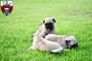 Mehr über den Artikel erfahren Mops Züchter und Welpen in Siegen