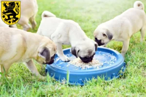 Mehr über den Artikel erfahren Mops Züchter und Welpen in Sonneberg