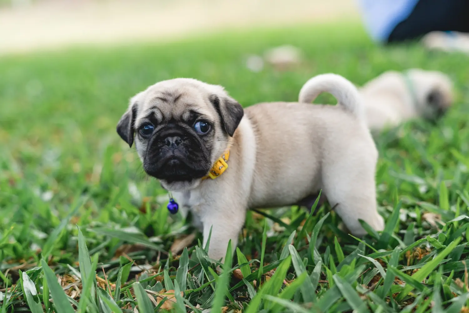 Einen Mops Welpen zu kaufen, bedeutet Verantwortung zu übernehmen! Mops Welpen kaufen.