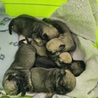 Unsere Retro- Mops- Welpen sind da. 3 Rüden und 3 Hündinnen in Sable Beige Fawn