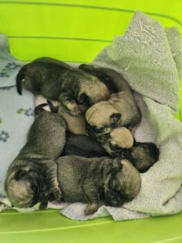 Unsere Retro- Mops- Welpen sind da. 3 Rüden und 3 Hündinnen in Sable Beige Fawn