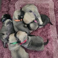 Unsere Retro- Mops- Welpen sind da. 3 Rüden und 3 Hündinnen in Sable Beige Fawn