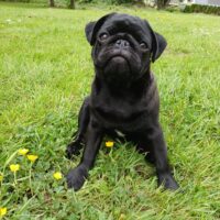 Mops rüde.