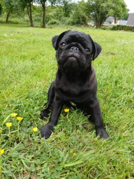 Mops rüde.