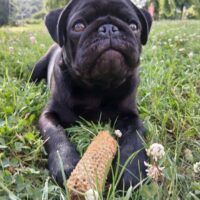 Mops rüde.
