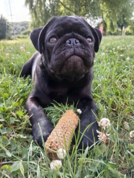 Mops rüde.