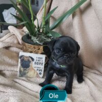 Retromopswelpen Nur noch 1 schwarzeq Rüden