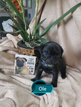 Miniaturansicht für das Anzeigenbild