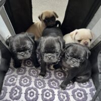 Mops nach altdeutschem Vorbild
