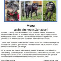 Mops-Hündin Mona sucht ein neues Zuhause