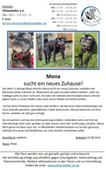Mops-Hündin Mona sucht ein neues Zuhause