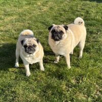 Zwei unzertrennliche Mops Hunde suchen ein liebevolles neues Zuhause