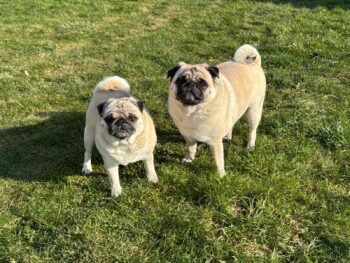 Zwei unzertrennliche Mops Hunde suchen ein liebevolles neues Zuhause
