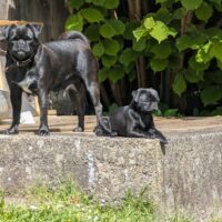 Retro Mops Welpe abgabebereit