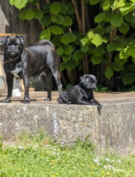 Retro Mops Welpe abgabebereit