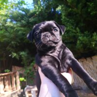 Retro Mops Welpe abgabebereit