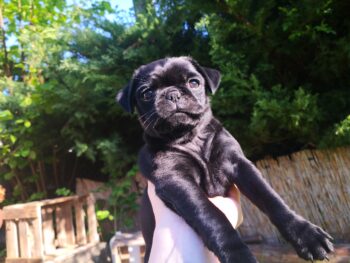 Retro Mops Welpe abgabebereit