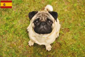 Mehr über den Artikel erfahren Mops Züchter und Welpen in Spanien