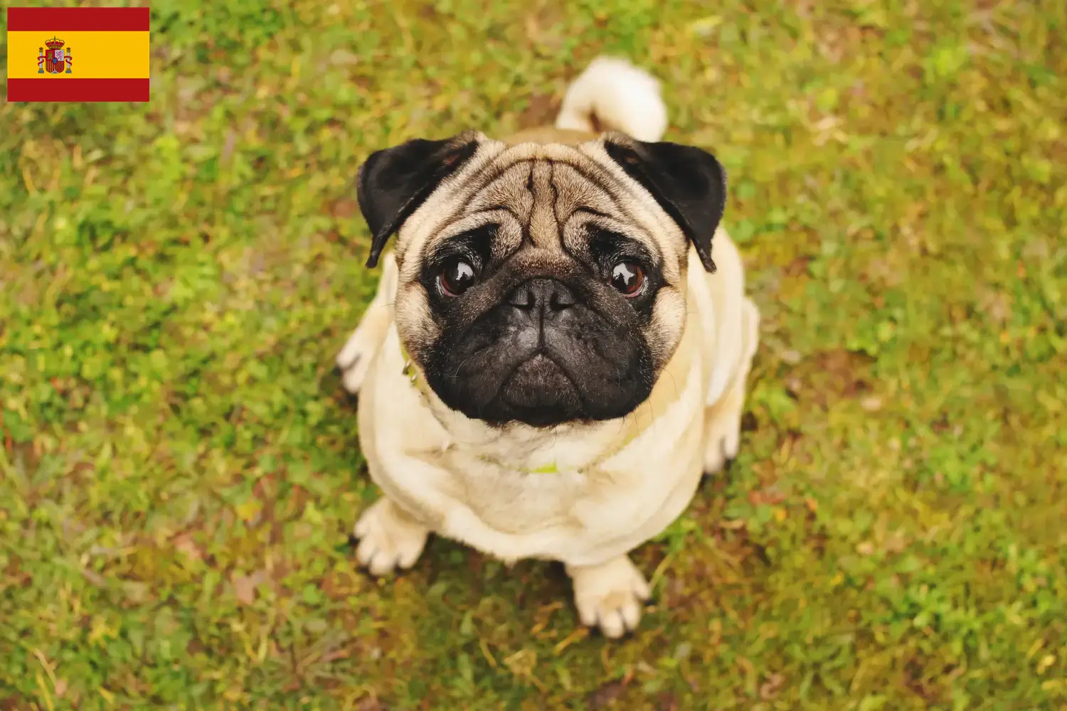 Mops Welpen und Züchter Spanien Hier findest Du Möpse Züchter in Spanien.