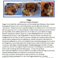 Mops Chihuahua Mix Peggy sucht ihr Traumzuhause