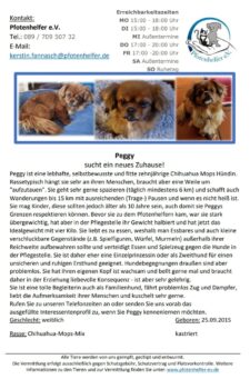 Mops Chihuahua Mix Peggy sucht ihr Traumzuhause