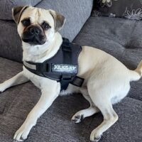 Retro-Mops Rüde 2,5 Jahre alt, verspielt mit tollem Wesen