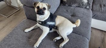 Retro-Mops Rüde 2,5 Jahre alt, verspielt mit tollem Wesen