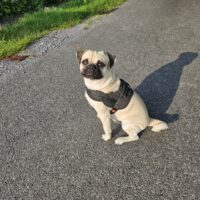 Retro-Mops Rüde 2,5 Jahre alt, verspielt mit tollem Wesen
