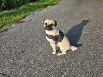 Retro-Mops Rüde 2,5 Jahre alt, verspielt mit tollem Wesen
