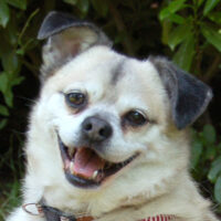 Fritz, Mops-Mix