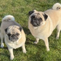 🐶 Zwei süße Möpse suchen gemeinsam ein neues, liebevolles Zuhause 🐾