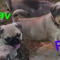 Unsere 2 Mops-Welpen vom 26.04.25 dürfen ausziehen