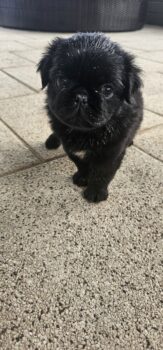 Mops Rüde Fluffy schwarz