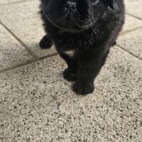Mops Rüde Fluffy schwarz