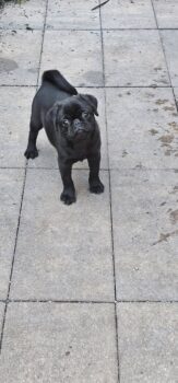 Mops Rüde schwarz