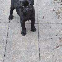 Mops Rüde schwarz