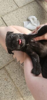Mops Rüde schwarz