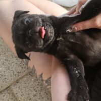 Mops Rüde schwarz