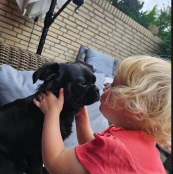süße, kleine Frops Hündin
